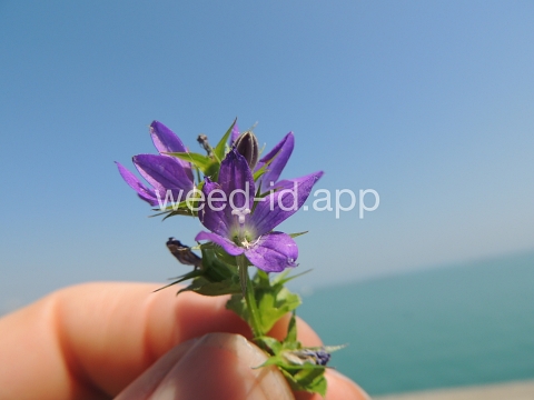 venuslookingglass, common